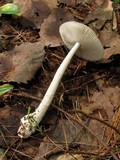 Amanita sect. Vaginatae image