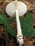 Amanita sect. Vaginatae image