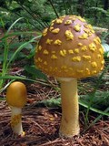 Amanita flavorubens image