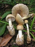 Amanita murrilliana image