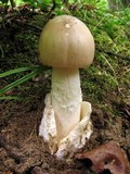 Amanita murrilliana image