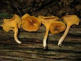 Cantharellus appalachiensis image