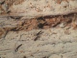 Natantiella ligneola image