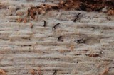 Natantiella ligneola image