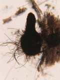 Natantiella ligneola image