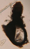 Natantiella ligneola image
