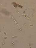 Natantiella ligneola image