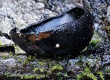 Plectania campylospora image