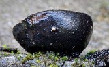 Plectania campylospora image