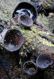 Plectania campylospora image