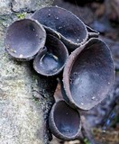 Plectania campylospora image