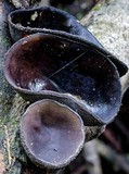 Plectania campylospora image