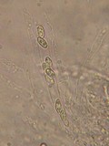 Natantiella ligneola image