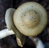 Psilocybe subaeruginosa image