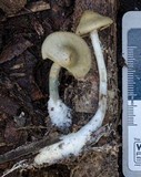Psilocybe subaeruginosa image