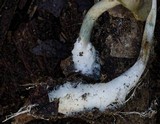 Psilocybe subaeruginosa image