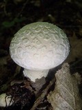Lycoperdon mammiforme image