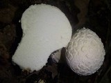 Lycoperdon mammiforme image