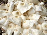 Leucocoprinus cepistipes image