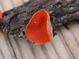 Sarcoscypha occidentalis image