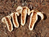 Russula grata image