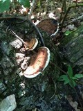Ganoderma lobatum image