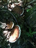 Ganoderma lobatum image