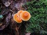 Xeromphalina kauffmanii image