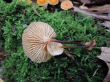 Xeromphalina kauffmanii image