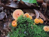 Xeromphalina kauffmanii image