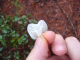 Marasmius calhouniae image