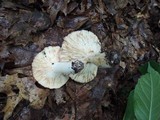 Russula vinacea image