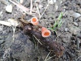 Microstoma floccosum image