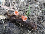 Microstoma floccosum image
