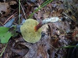 Boletus chrysenteron image