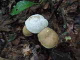 Boletus chrysenteron image