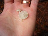 Marasmius calhouniae image
