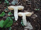 Xanthoconium affine image