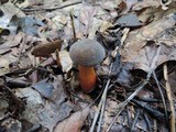 Boletus pruinatus image