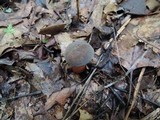 Boletus pruinatus image