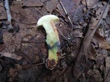 Boletus pruinatus image