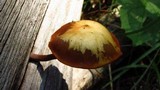 Kuehneromyces lignicola image