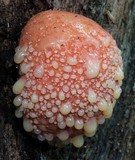 Fistulina hepatica image