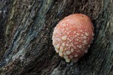 Fistulina hepatica image