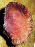 Fistulina hepatica image