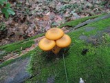 Tricholomopsis decora image