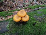 Tricholomopsis decora image