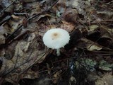 Lepiota clypeolaria image
