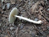 Lepiota clypeolaria image