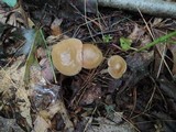 Mycena rutilantiformis image